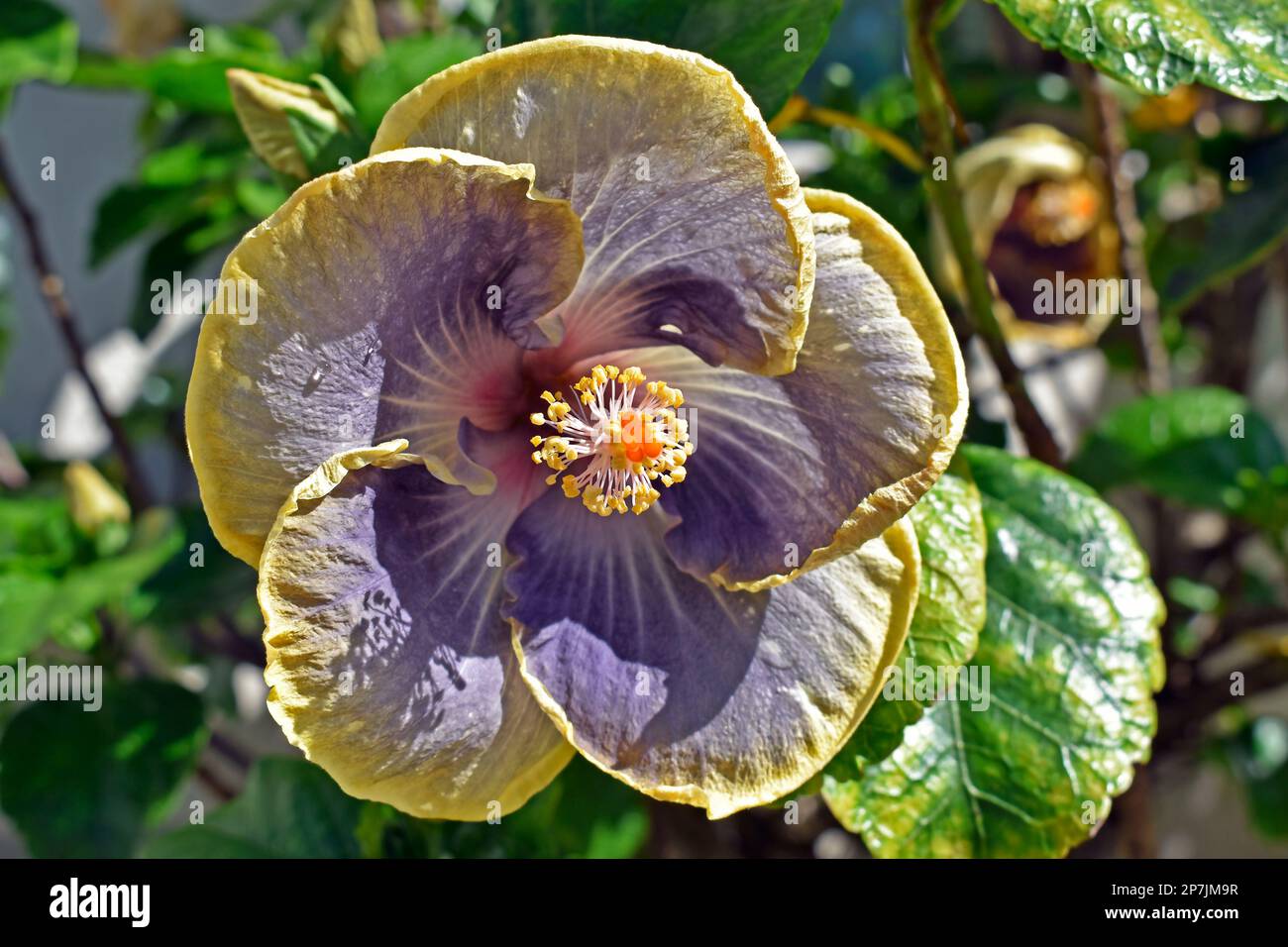 Lilac and yellow hibiscus flower opening on garden Stock Photo Alamy