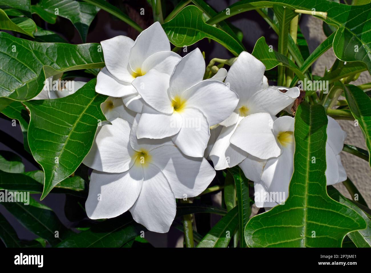 Bridal bouquet or Wild frangipani (Plumeria pudica) on tropical garden
