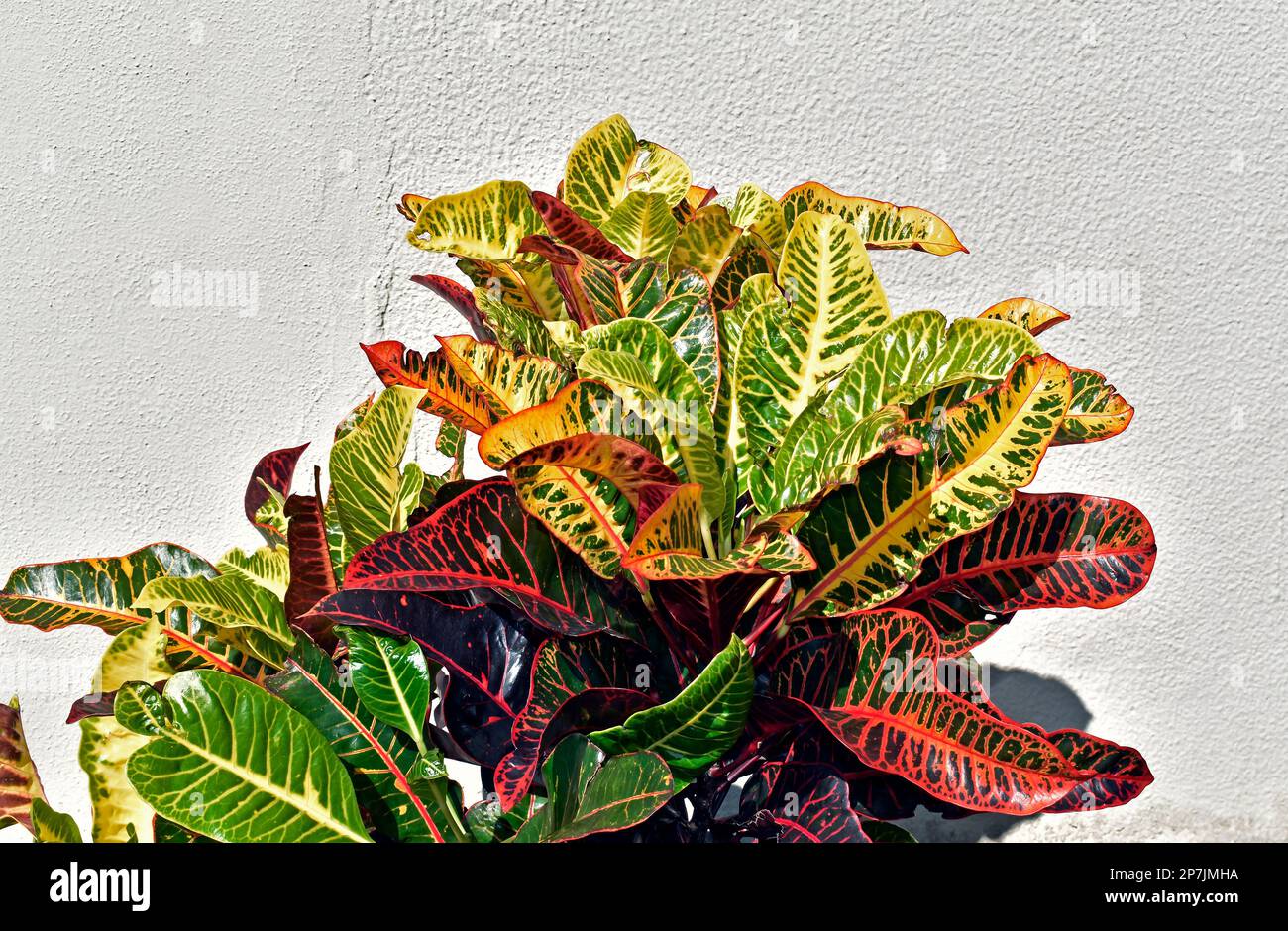 Fire croton or garden croton plant (Codiaeum variegatum) Stock Photo