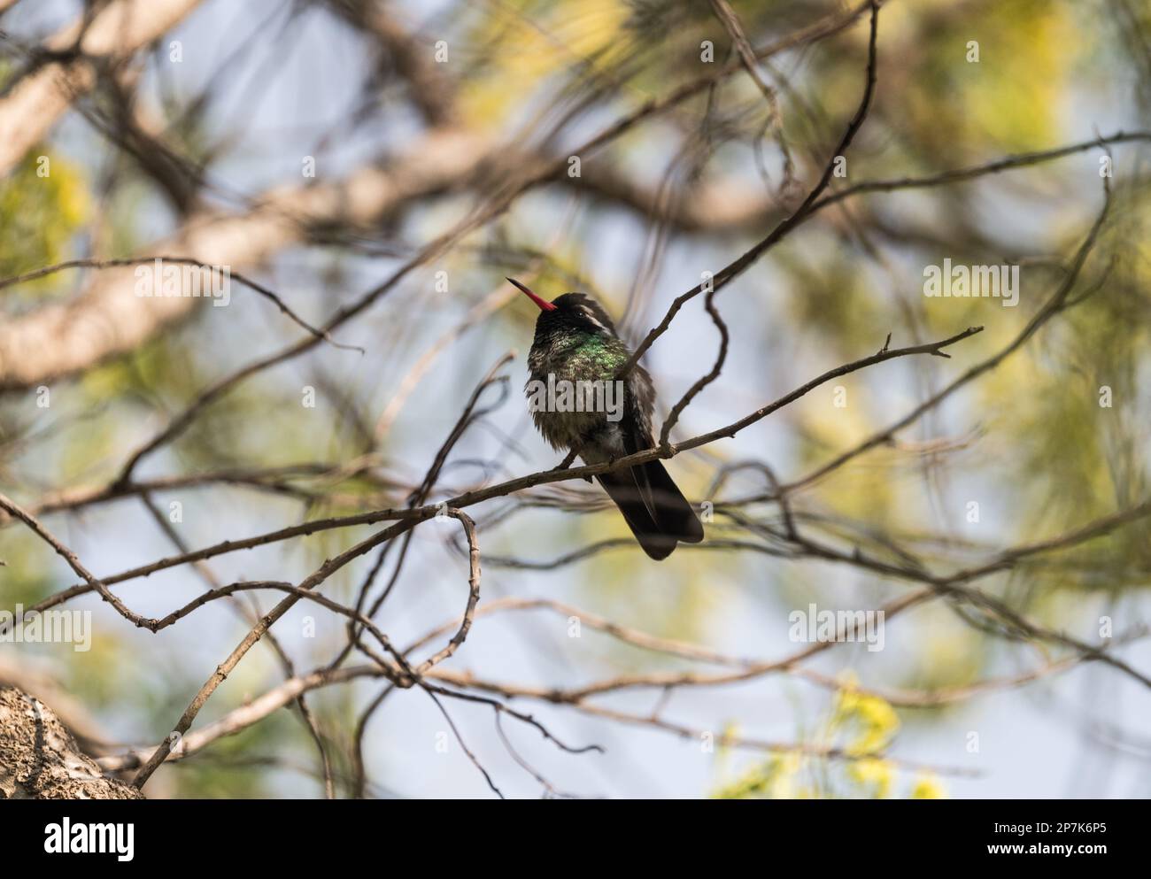 Perched male White-eared Hummingbird (Basilinna leucotis) in San Cristobal de las Casas, Mexico Stock Photo