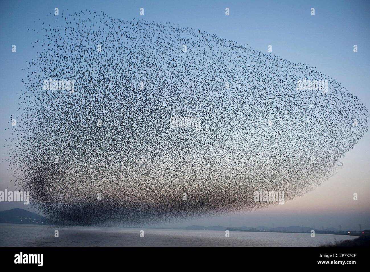 Massive Flock of Birds Circles Sichuan Mianzu Amid Earthquake Fears Massive Flock of Birds Circles Sichuan Mianzu Amid Earthquake Fears