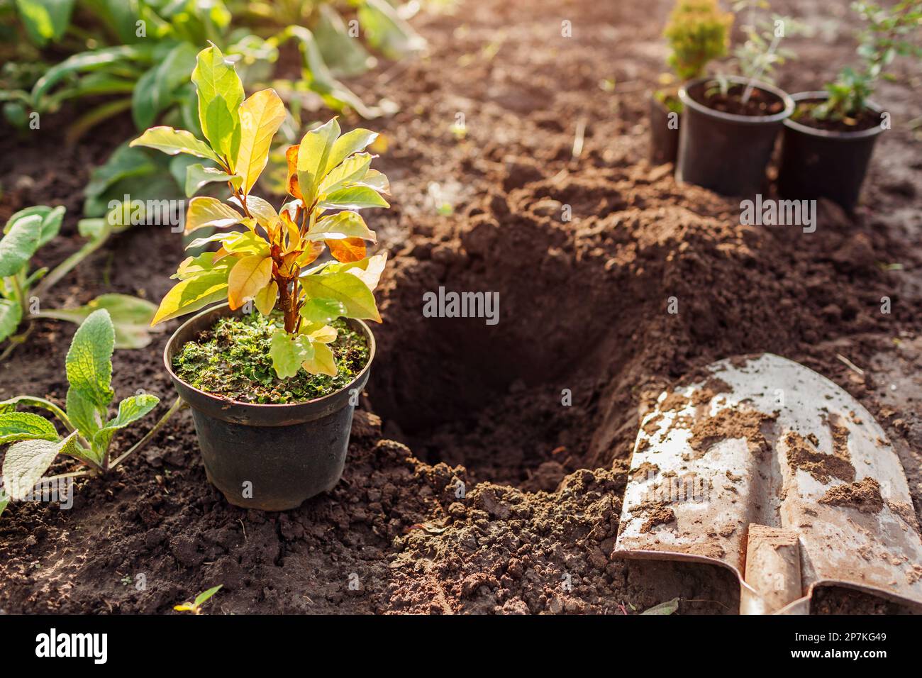 Preparation for planting magnolia into soil. Small tree in container
