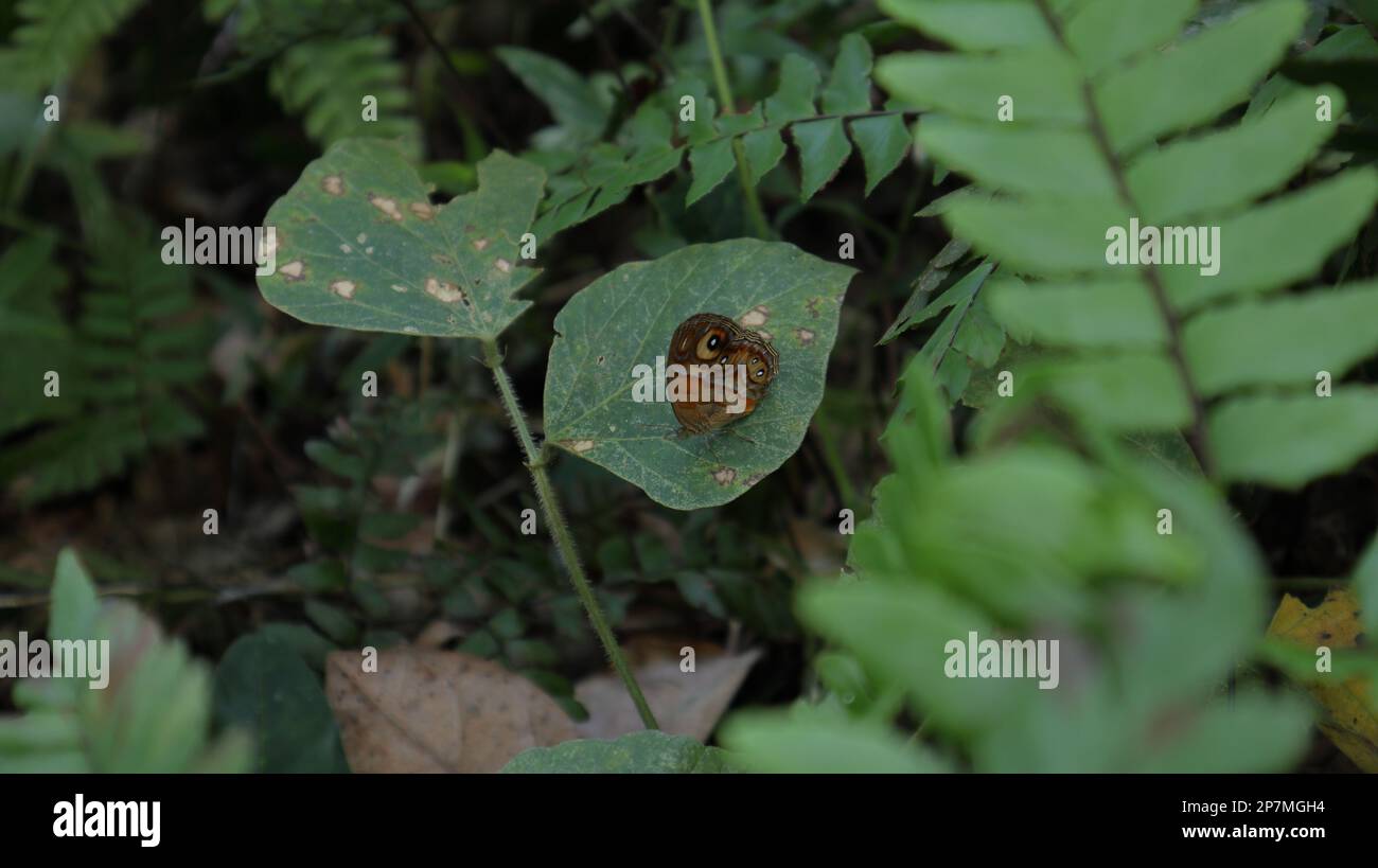 A Glad Eye Bushbrown butterfly (Mycalesis Patnia) resting on the surface of a wild leaflet at the ground level of the forested area Stock Photo