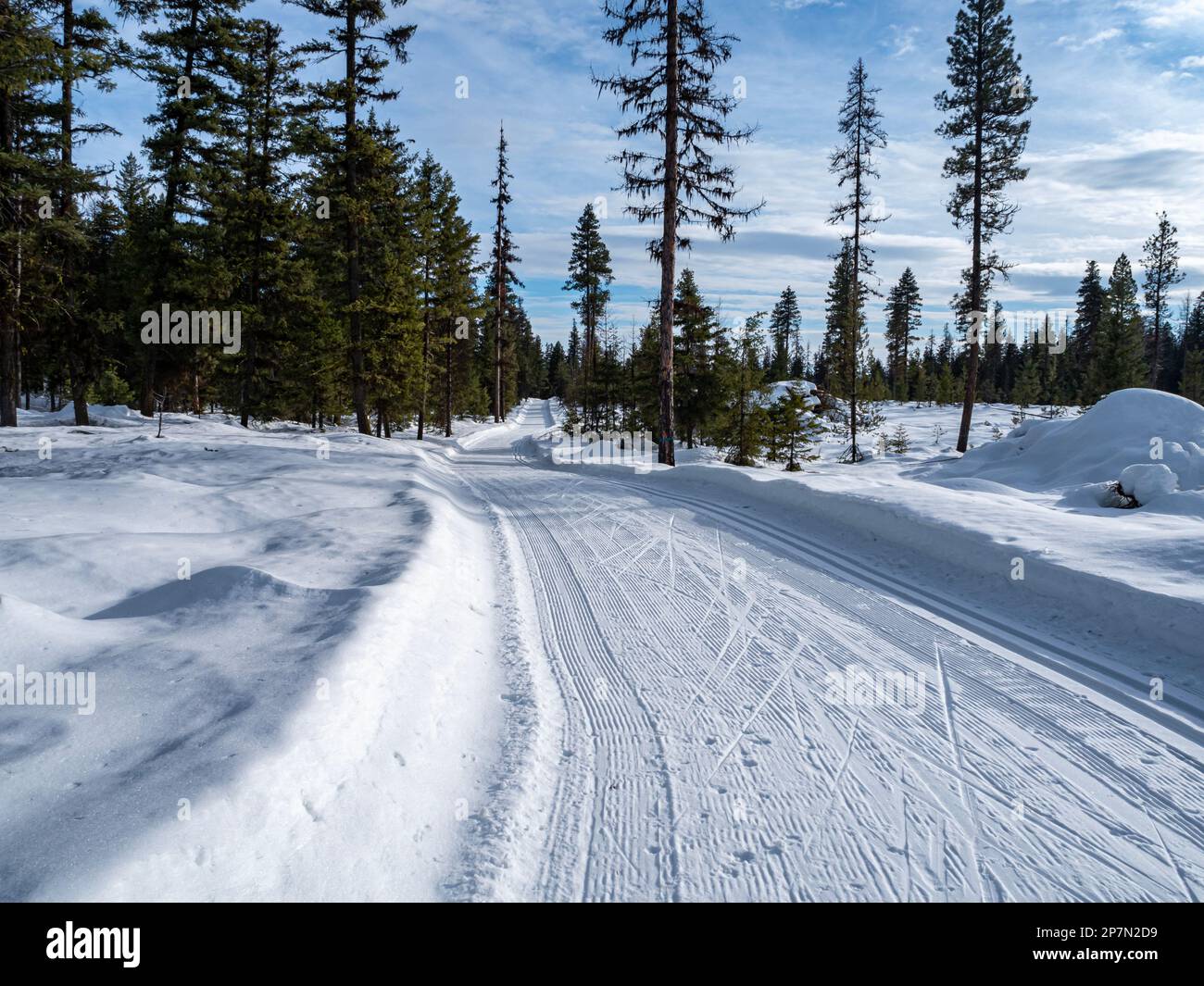 WA23224-00...WASHINGTON - A groomed cross-country and skate ski trail starting from the South Loup Loup Sno-Park. Stock Photo