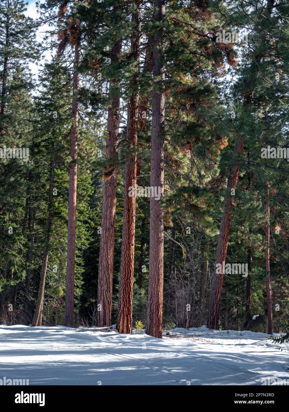 WA23236-00...WASHINGTON - Trees along the groomed cross-country ski trail near Rendezvous Pass, part of the Methow Valley Winter Trails complex. Stock Photo