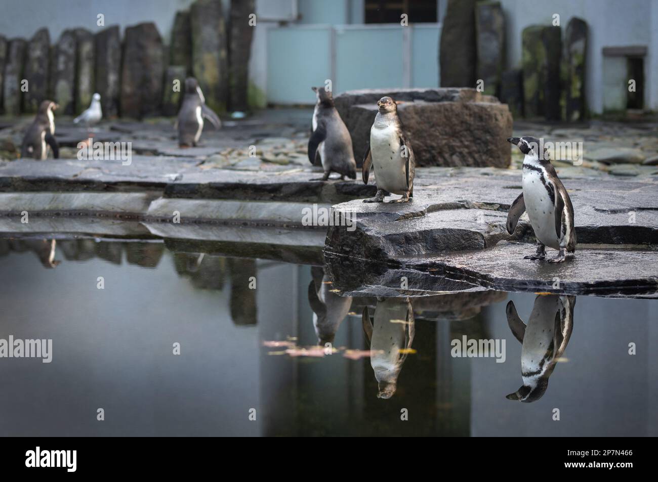 A picture of a Humboldt penguins at the Prague Zoo. Stock Photo