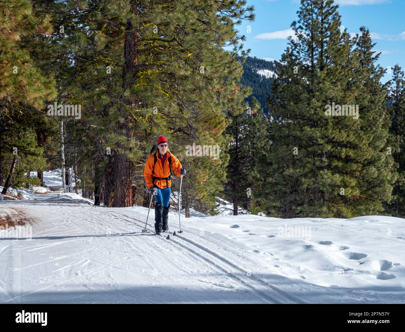 WA23240-00...WASHINGTON - Cross-country skier on the groomed Cassal Hut Trail in the Rendezvous area extensive Methow Valley trail system. Stock Photo