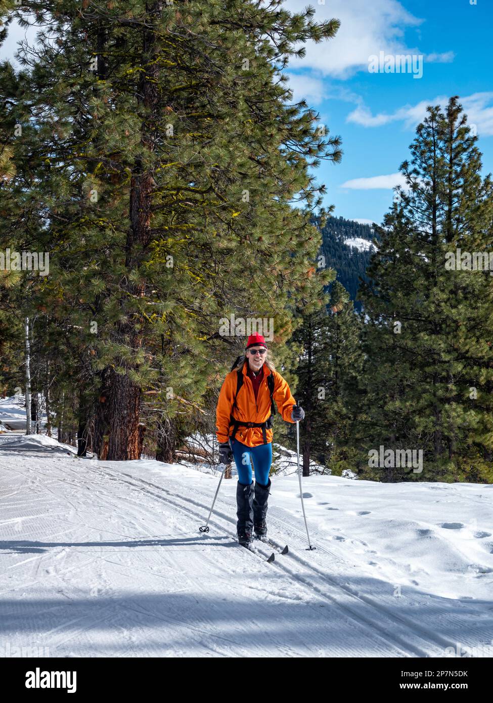 WA23241-00...WASHINGTON - Cross-country skier on the groomed Cassal Hut Trail in the Rendezvous area extensive Methow Valley trail system. Stock Photo