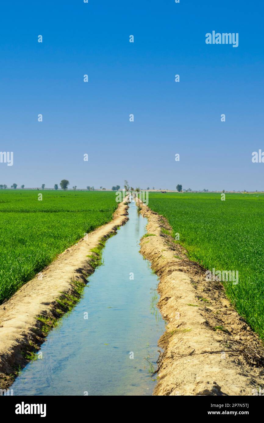 Irrigation water channel in the field Stock Photo
