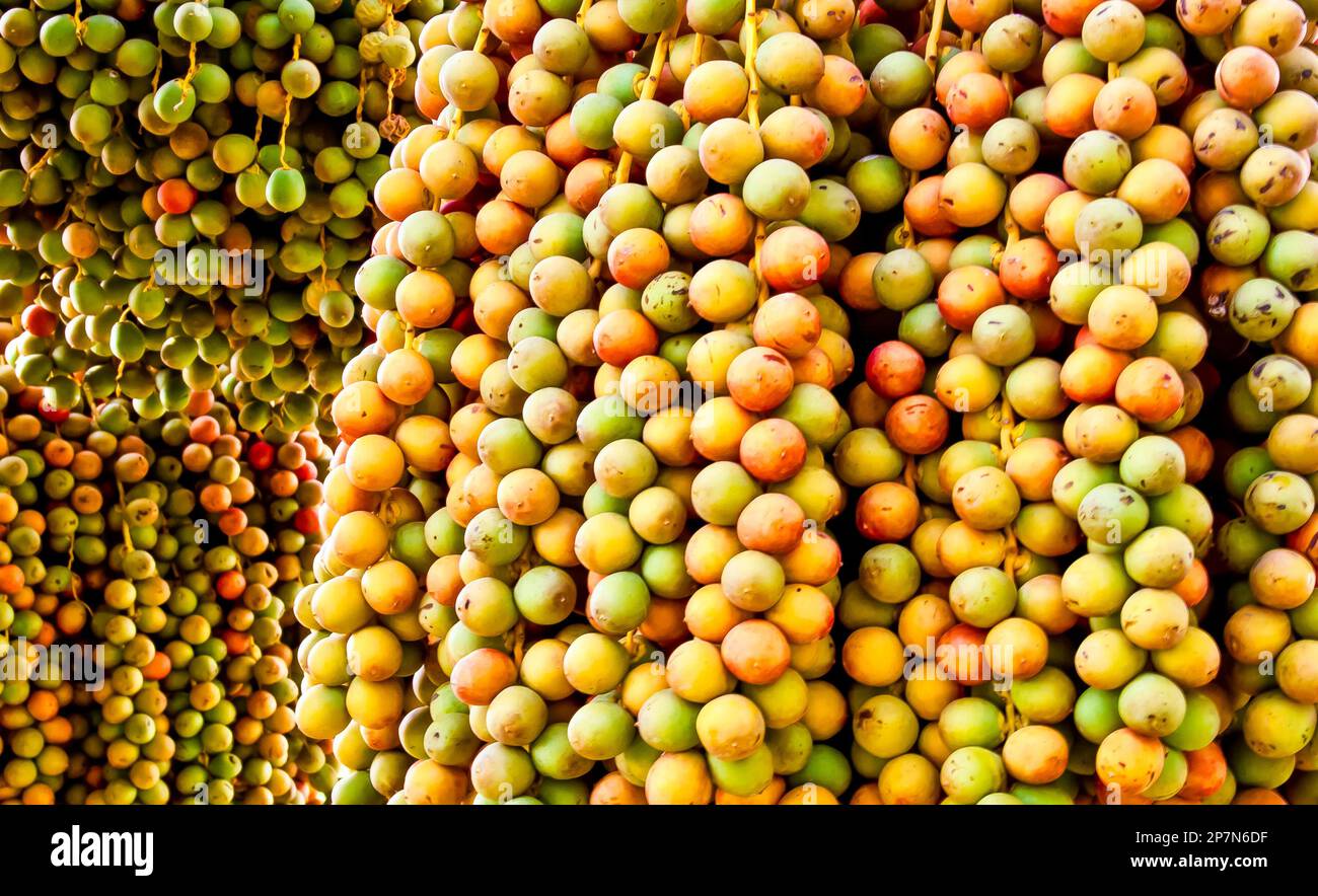 Date fruits on a tree in the Dubai Stock Photo Alamy