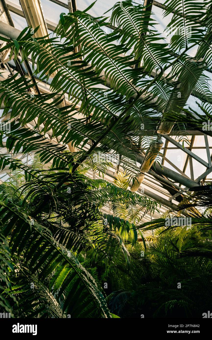 Tropical plants in greenhouse closeup. Glasshouse with palm and fern ...