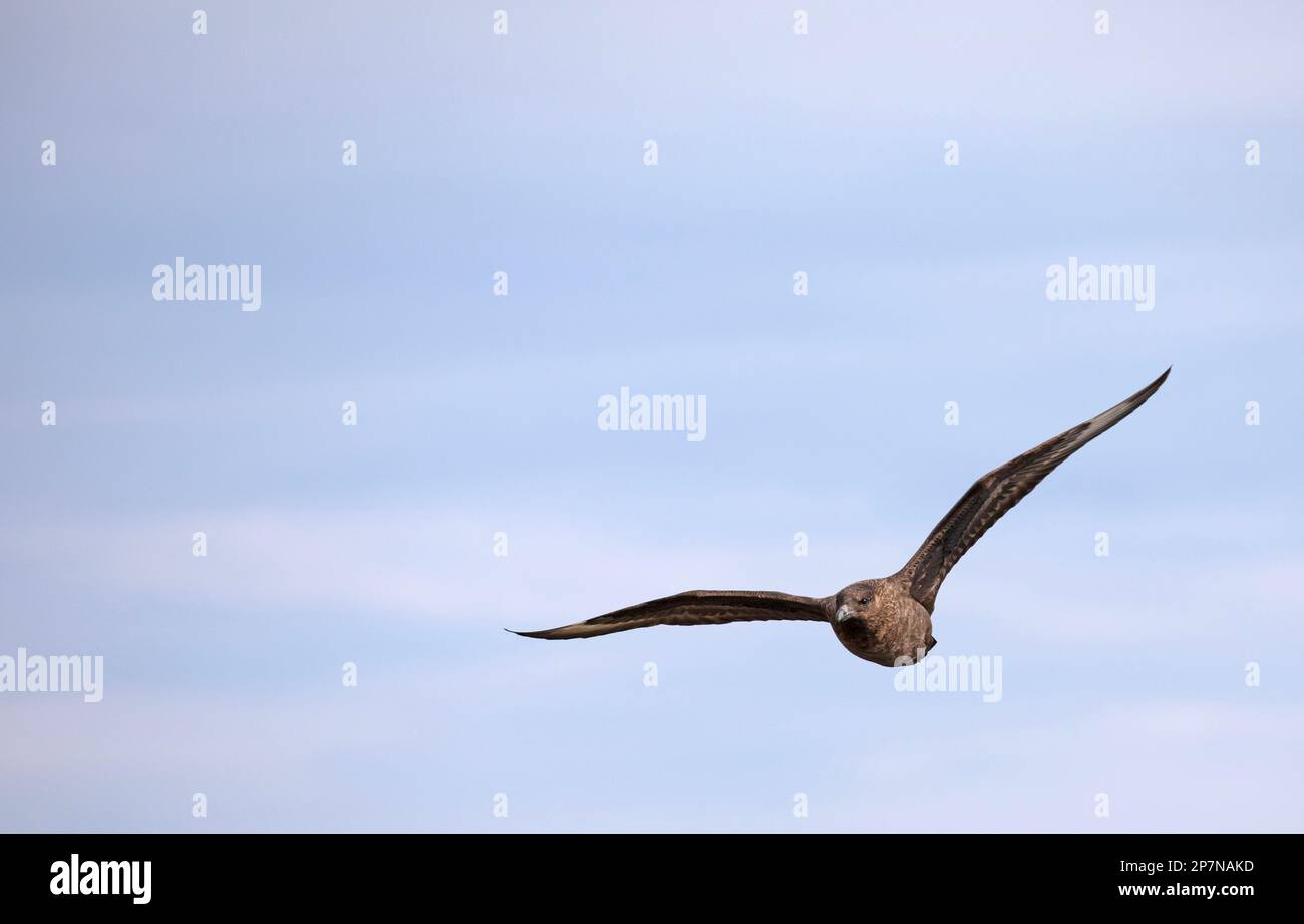 A Brown Skua, Stercorarius Antacticus, in flight over The Falkland Islands. Stock Photo