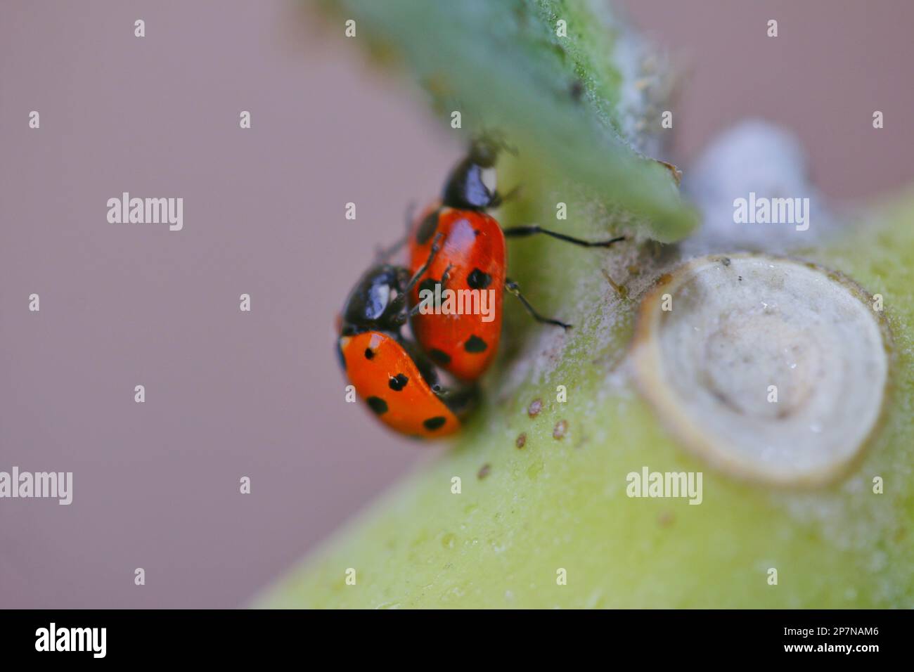 spotted amber( ladybeetle ) siting on green grass leaf-selective focus Stock Photo