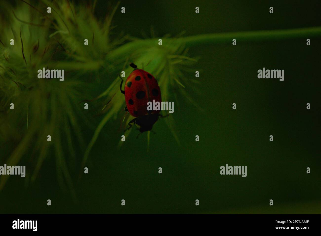 spotted amber( ladybeetle ) siting on green grass leaf-selective focus Stock Photo