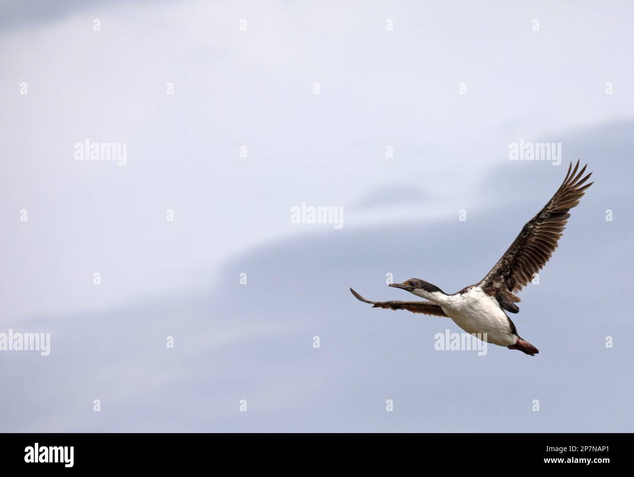 An Imperial Comorant, Phalacrocorax Atriceps, in flight over The Falkland Islands. Stock Photo