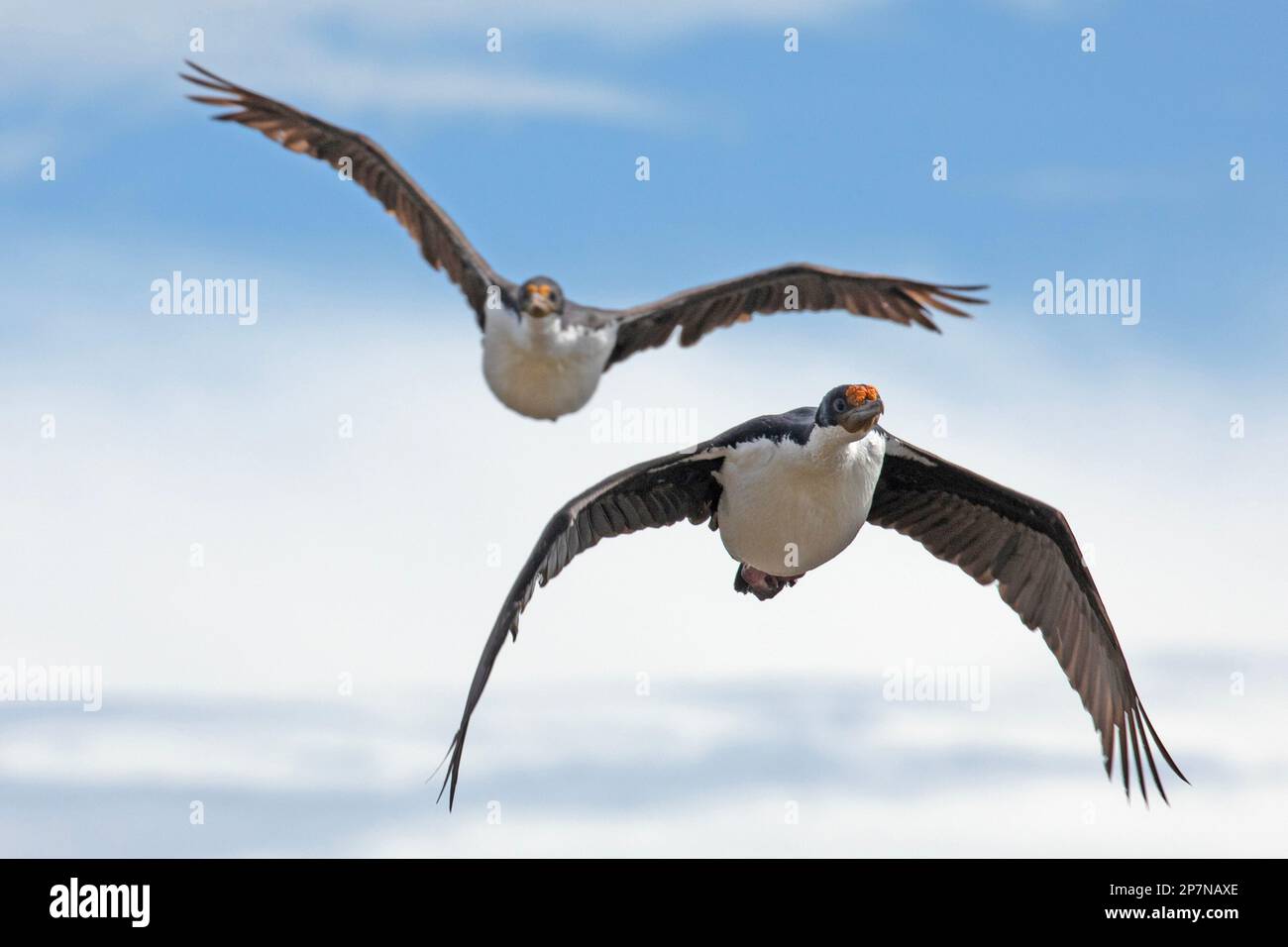 A pair of Imperial Comorants, Phalacrocorax Atriceps, in flight over The Falkland Islands. Stock Photo