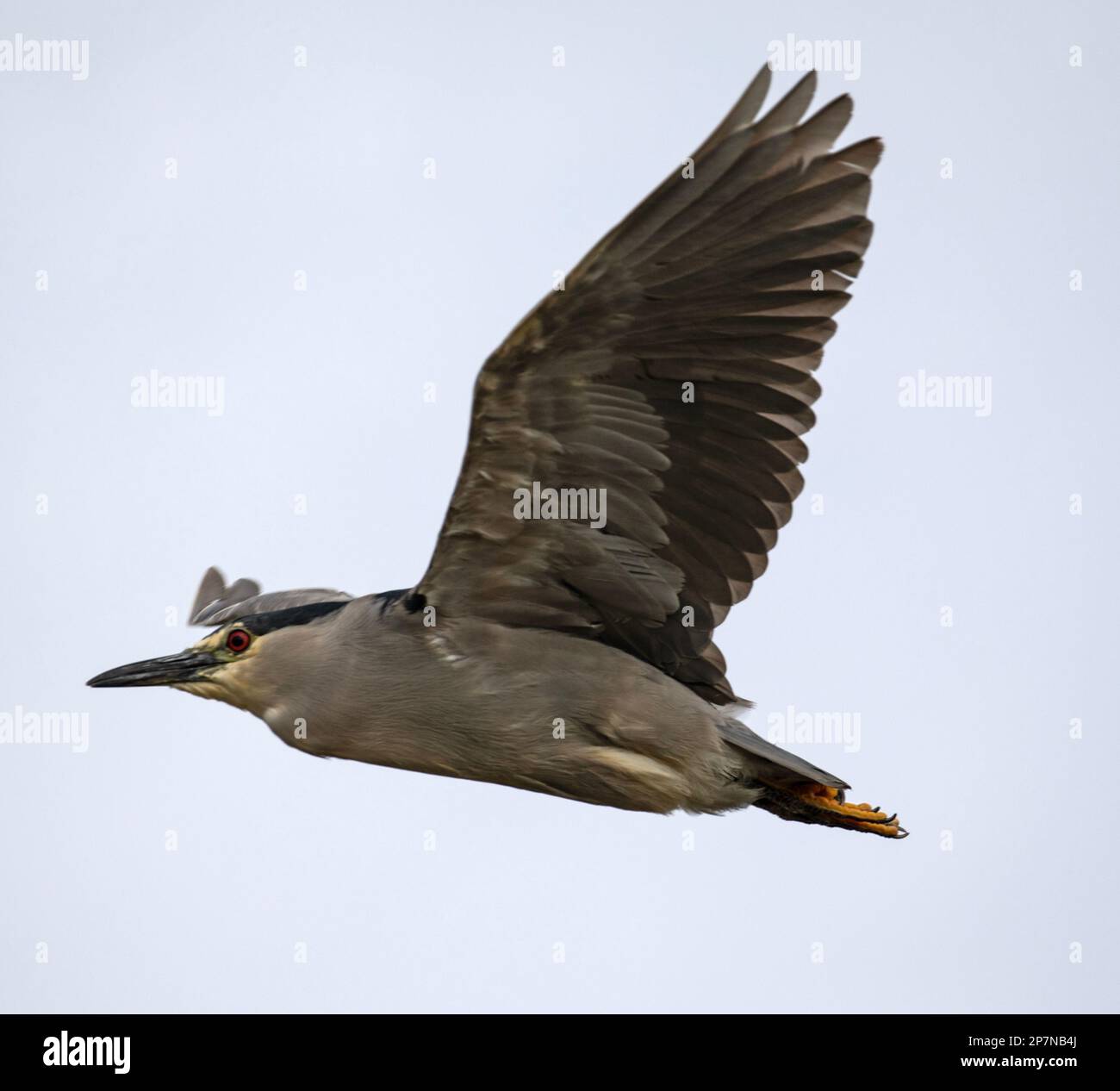 A Black Crowned Night Heron, Nycticorax Nycticorax Falklandicus, in flight over The Falkland Islands. Stock Photo