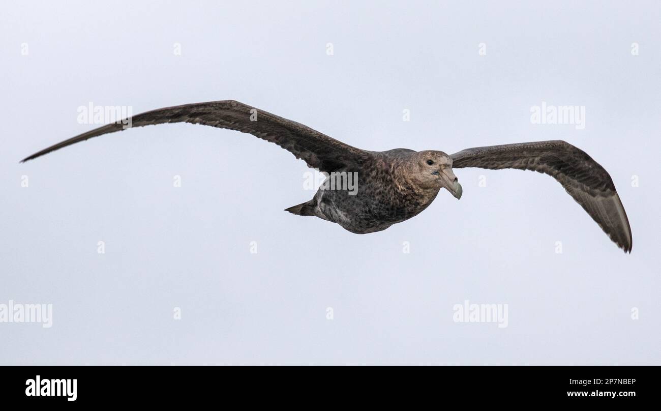 A Southern Giant Petrel, Macronectes Giganteus, in flight over The Falkland Islands. Stock Photo