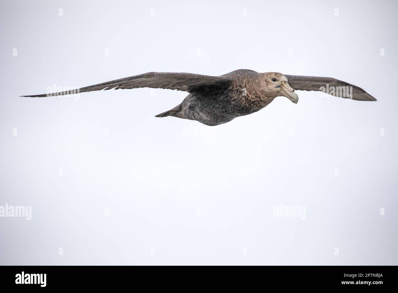 A Southern Giant Petrel, Macronectes Giganteus, in flight over The Falkland Islands. Stock Photo