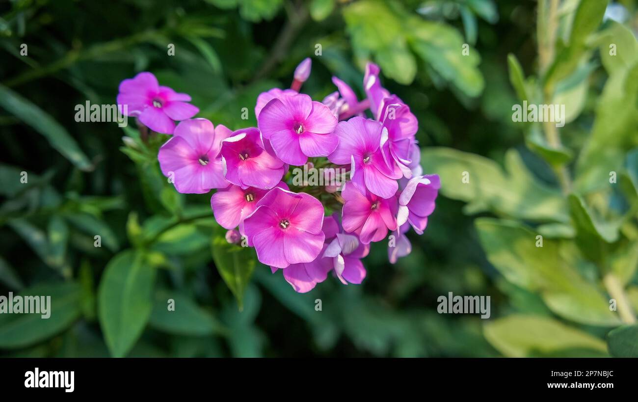 Phlox paniculate pink flower in the garden design Stock Photo