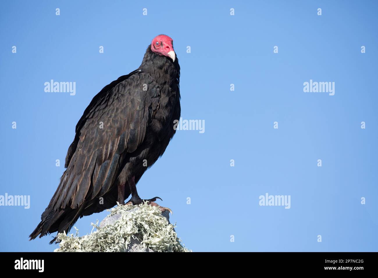 A Turkey Vulture, Cathartes Aura, on The Falkland Islands. Stock Photo
