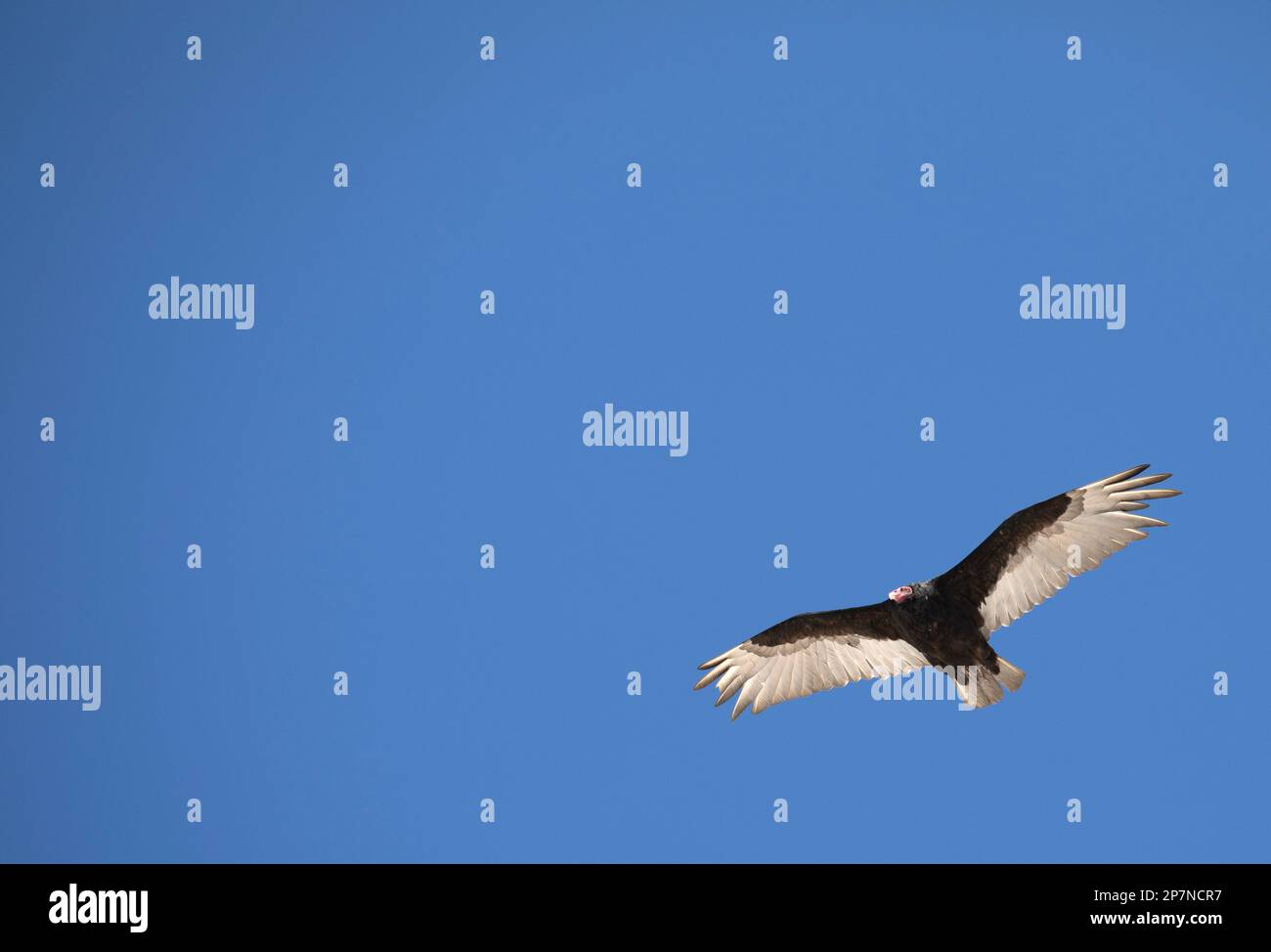 A Turkey Vulture, Cathartes Aura, in flight on the Falkland Islands Stock Photo
