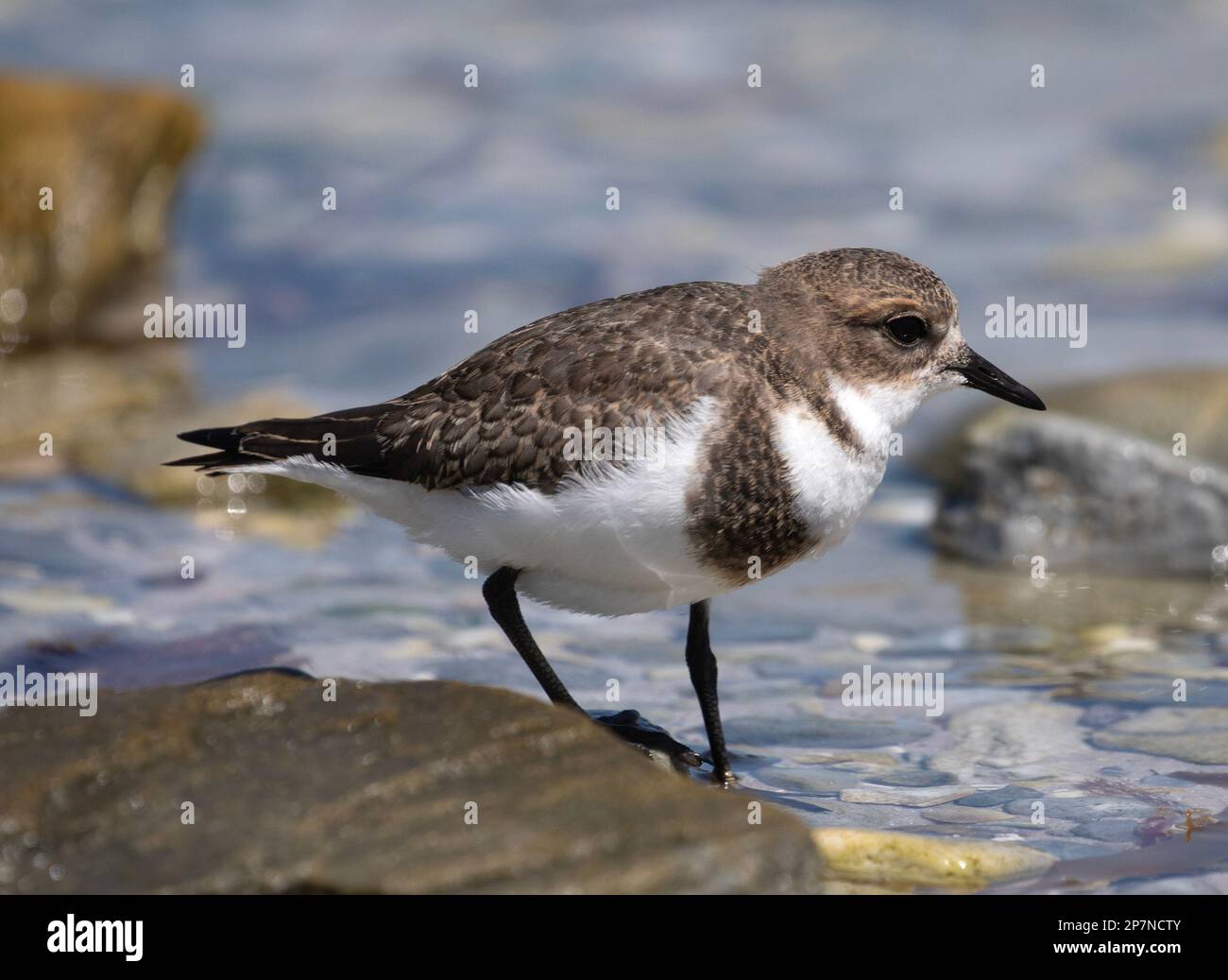 A Two Banded Plover, Charadrius Falklandicus, on the Falkland Islands. Stock Photo