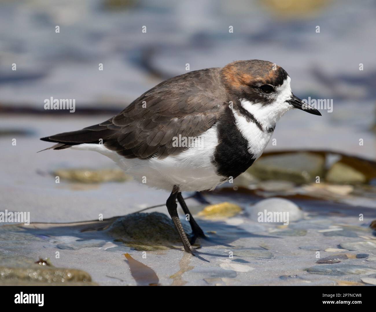 A Two Banded Plover, Charadrius Falklandicus, on the Falkland Islands. Stock Photo