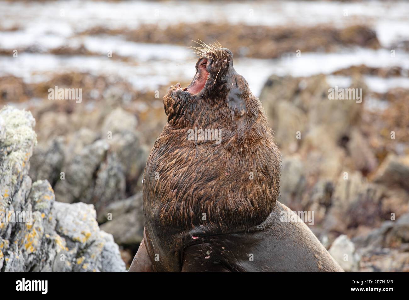 A male Bull Southern Sea Lion, Otaria Flavescens, in The Falkland Islands Stock Photo