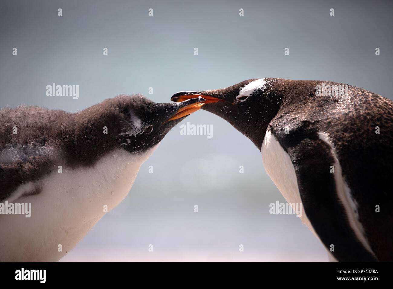 A Gentoo Penguin and its chick, Pygoscelis Papua,in a colony at Yorke Bay on The Falkland Islands. Stock Photo