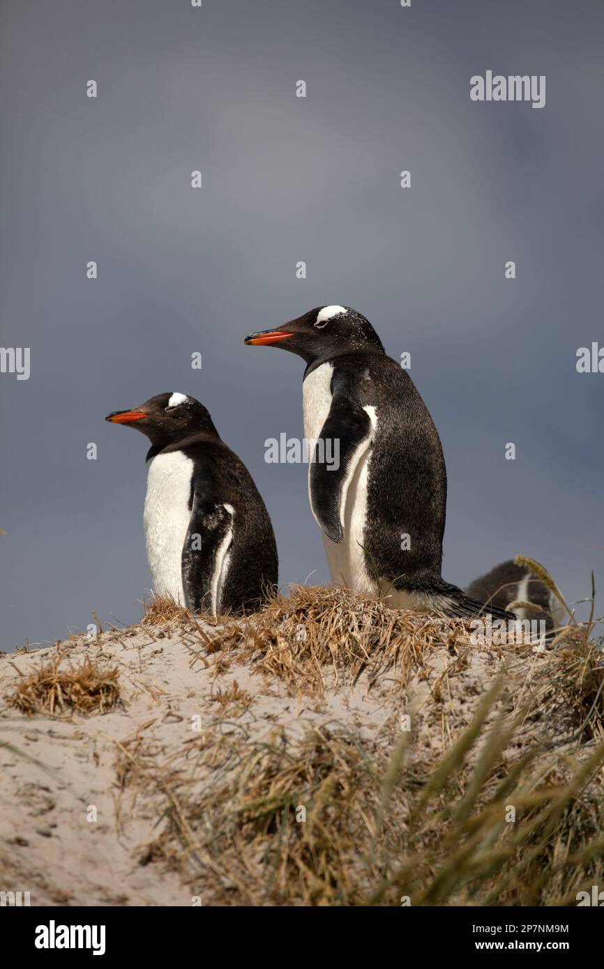 A Gentoo Penguin, Pygoscelis Papua,in a colony at Yorke Bay on The Falkland Islands. Stock Photo