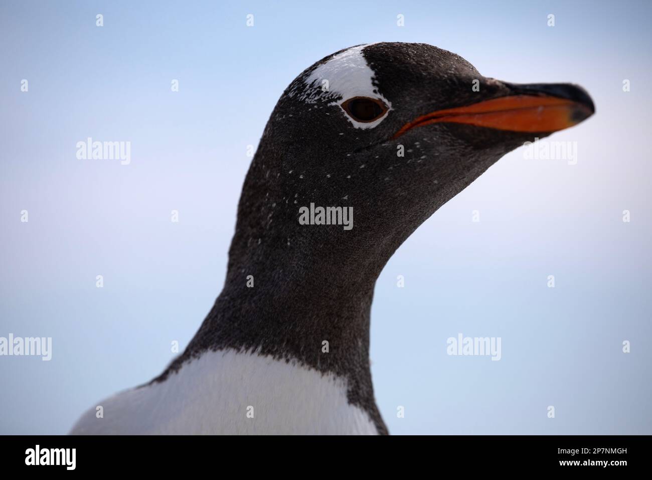A Gentoo Penguin, Pygoscelis Papua,in a colony at Yorke Bay on The Falkland Islands. Stock Photo