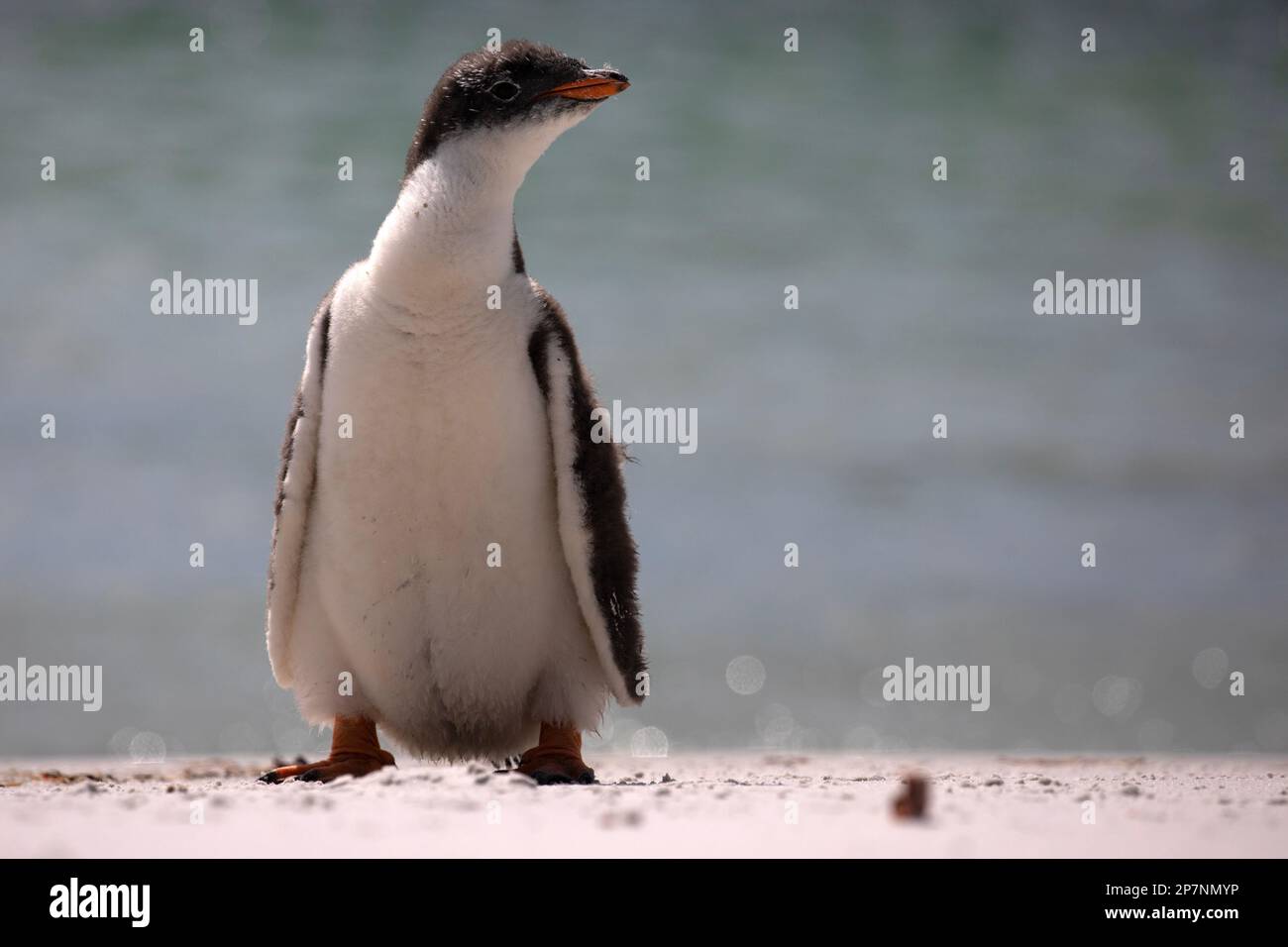 A Gentoo Penguin chick, Pygoscelis Papua,in a colony at Yorke Bay on The Falkland Islands. Stock Photo