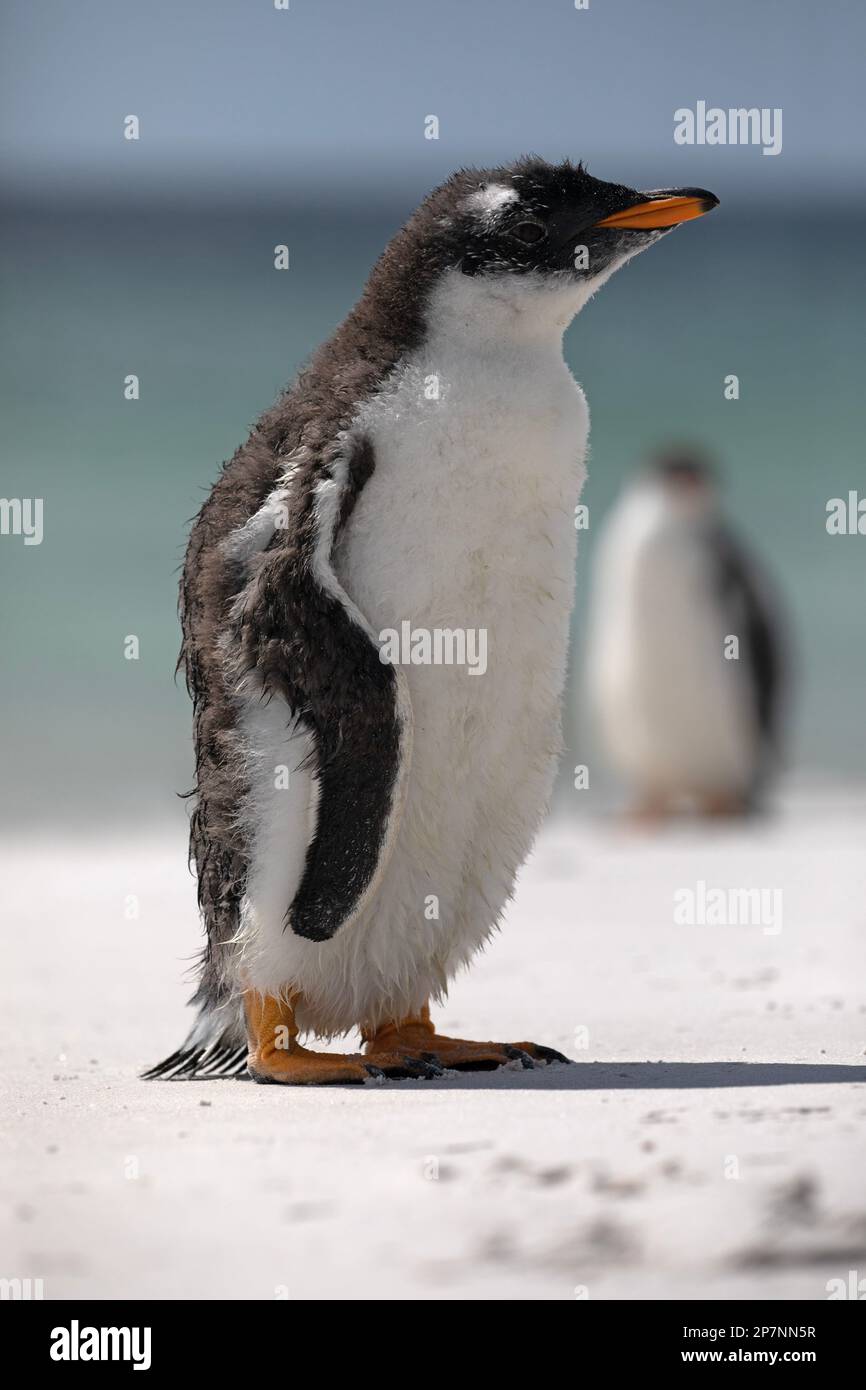 A Gentoo Penguin chick, Pygoscelis Papua,in a colony at Yorke Bay on The Falkland Islands. Stock Photo