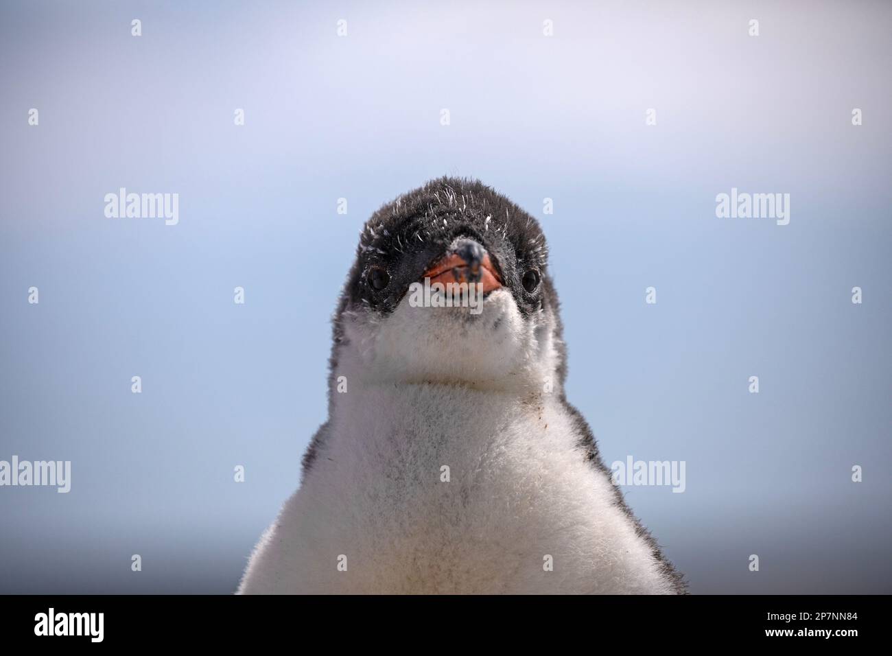 A Gentoo Penguin chick, Pygoscelis Papua,in a colony at Yorke Bay on The Falkland Islands. Stock Photo