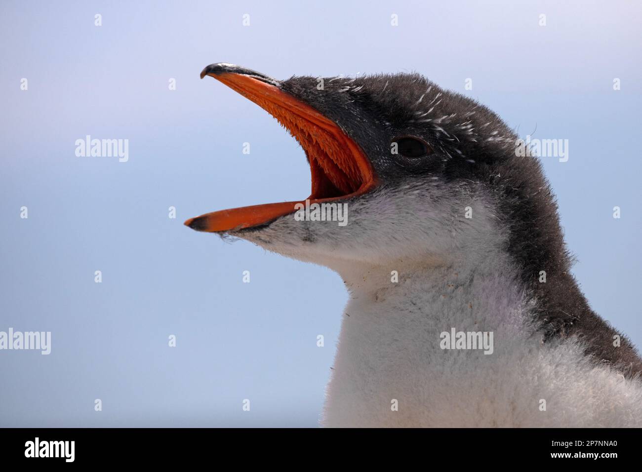 A Gentoo Penguin chick, Pygoscelis Papua,in a colony at Yorke Bay on The Falkland Islands. Stock Photo