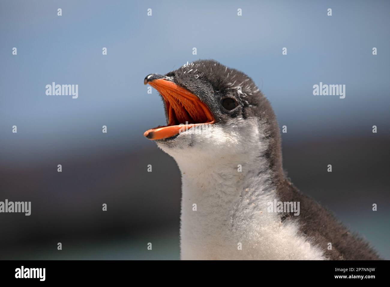 A Gentoo Penguin chick, Pygoscelis Papua,in a colony at Yorke Bay on The Falkland Islands. Stock Photo