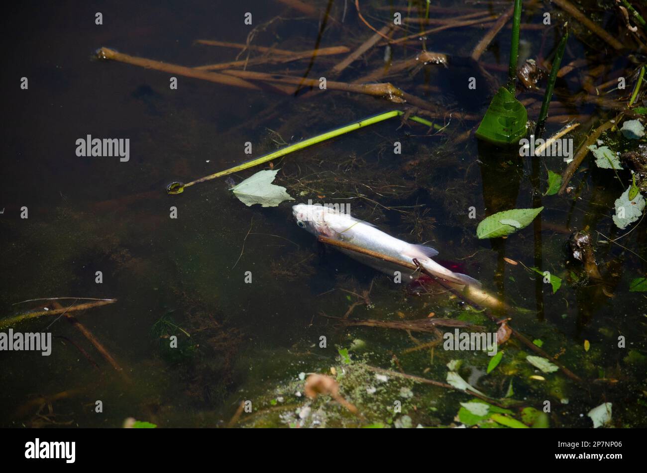 Dead fish floating in a pond Stock Photo