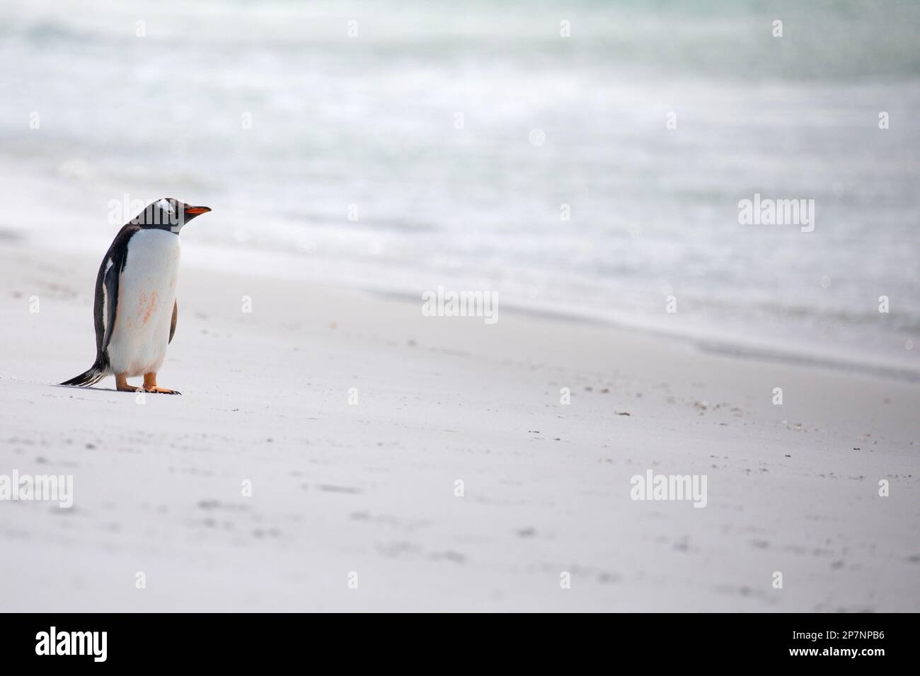 A Gentoo Penguin, Pygoscelis Papua,in a colony at Yorke Bay on The Falkland Islands. Stock Photo