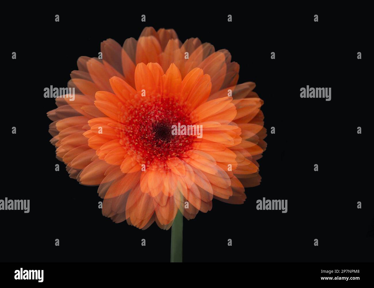 double daisy Stock Photo