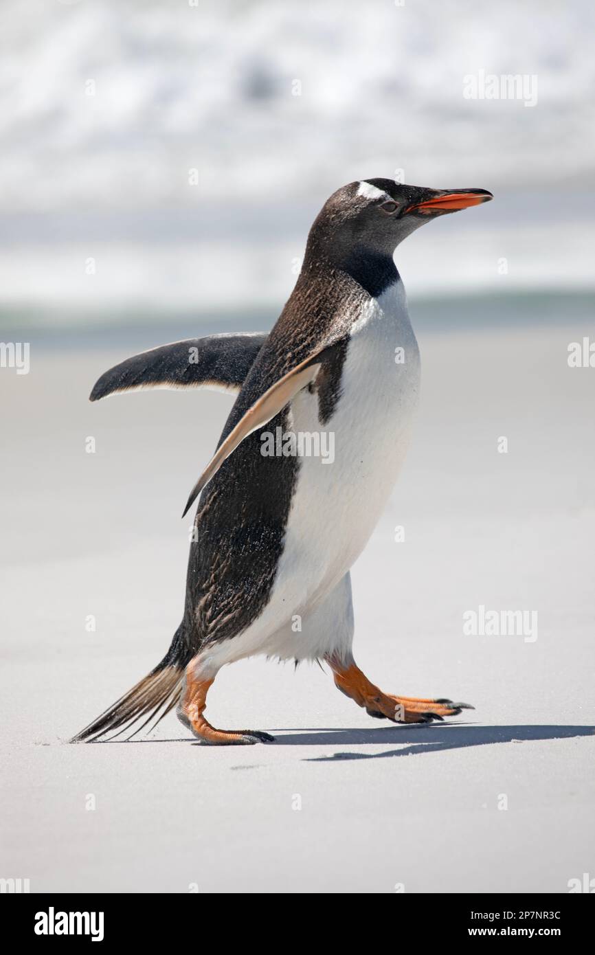 A Gentoo Penguin, Pygoscelis Papua,in a colony at Yorke Bay on The Falkland Islands. Stock Photo