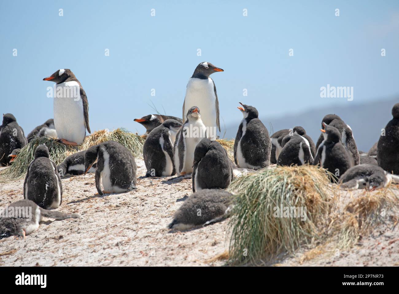 Gentoo Penguins, Pygoscelis Papua,in a colony at Yorke Bay on The Falkland Islands. Stock Photo