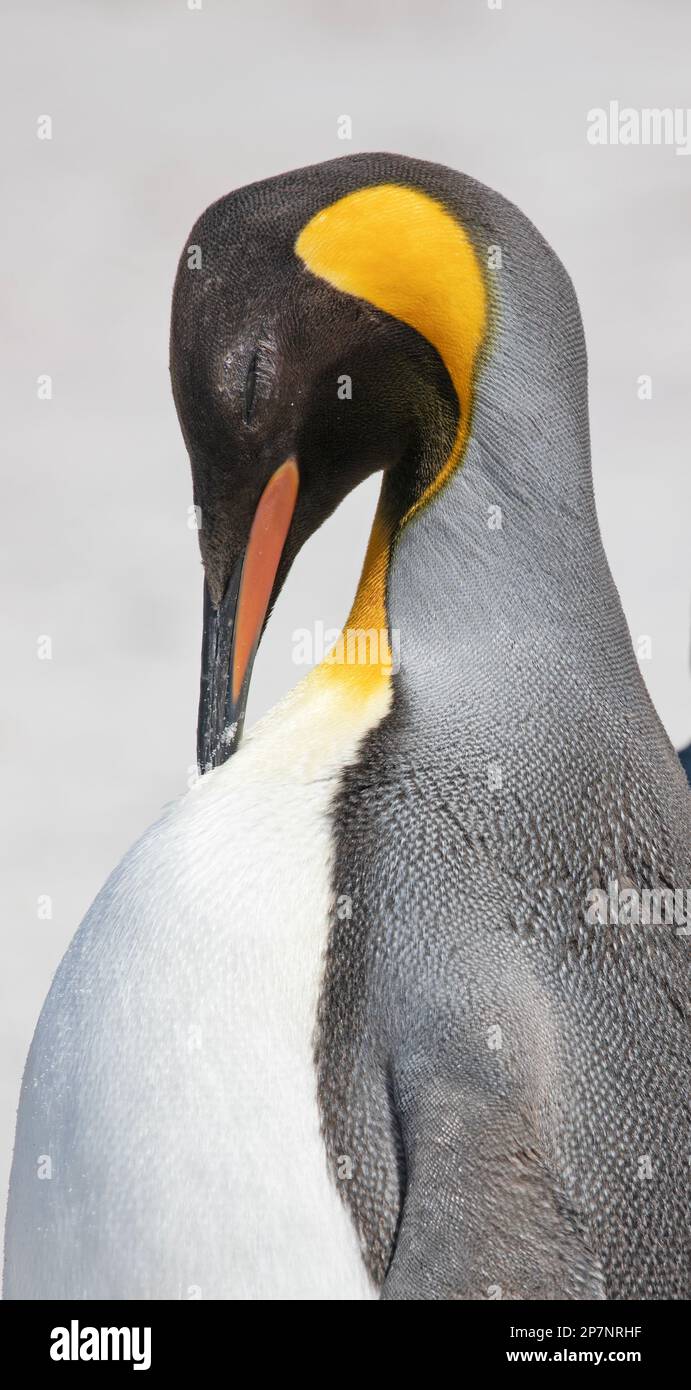A King Penguin, Aptenodytes Patagonicus,in a colony at Yorke Bay on The Falkland Islands. Stock Photo