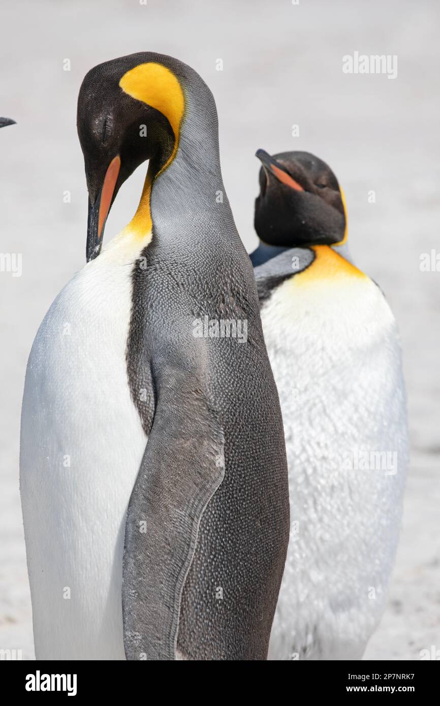 A King Penguin, Aptenodytes Patagonicus,in a colony at Yorke Bay on The Falkland Islands. Stock Photo