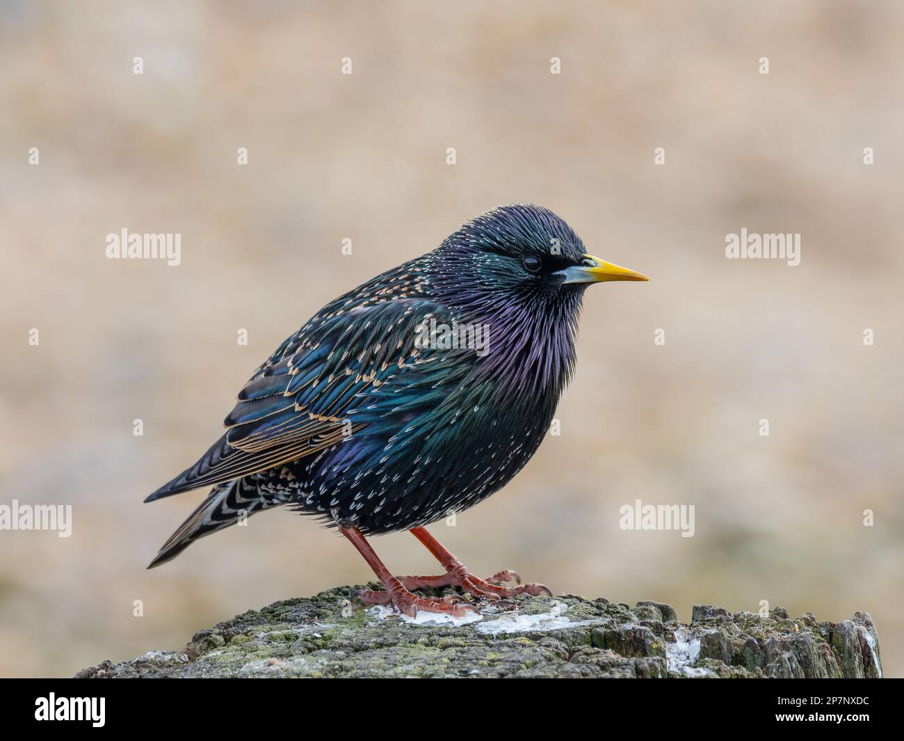 A common starling, Sturnus vulgaris, also known as the European starling in North America and simply as the starling in Great Britain and Ireland. Stock Photo