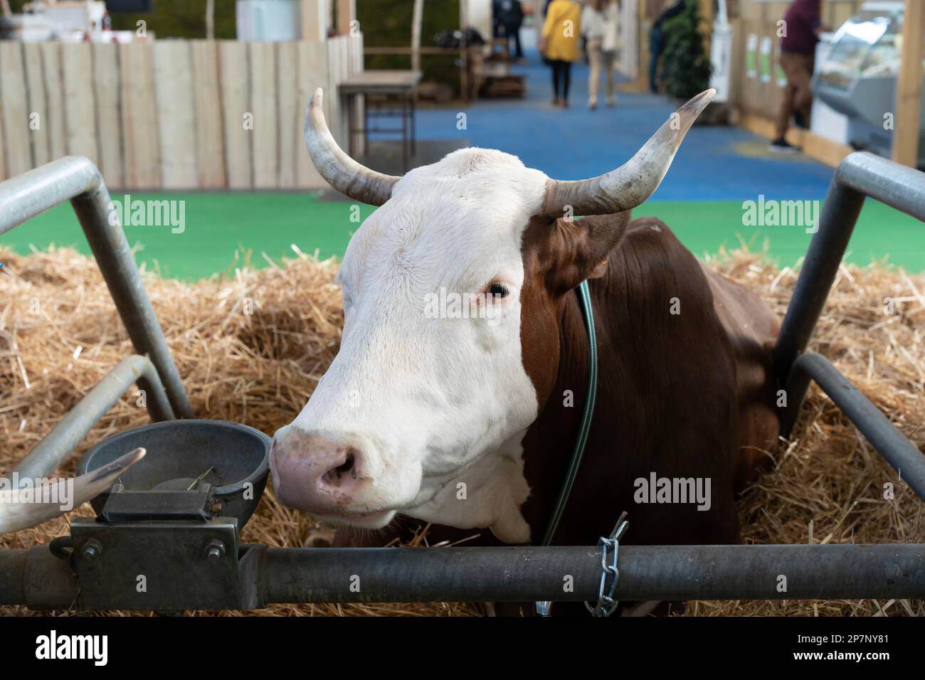 Paris, France - 03 01 2023: International Agricultural Show. An Abondance cow Stock Photo