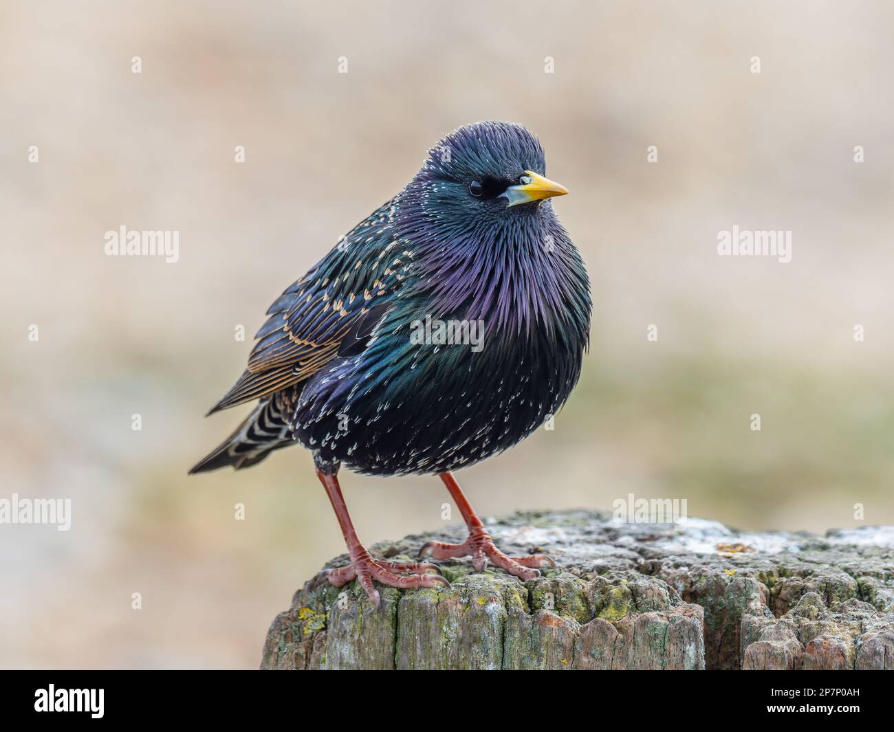 A common starling, Sturnus vulgaris, also known as the European ...