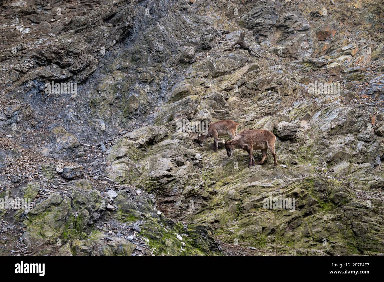 Mountain goats on the slopes.  Stock Photo