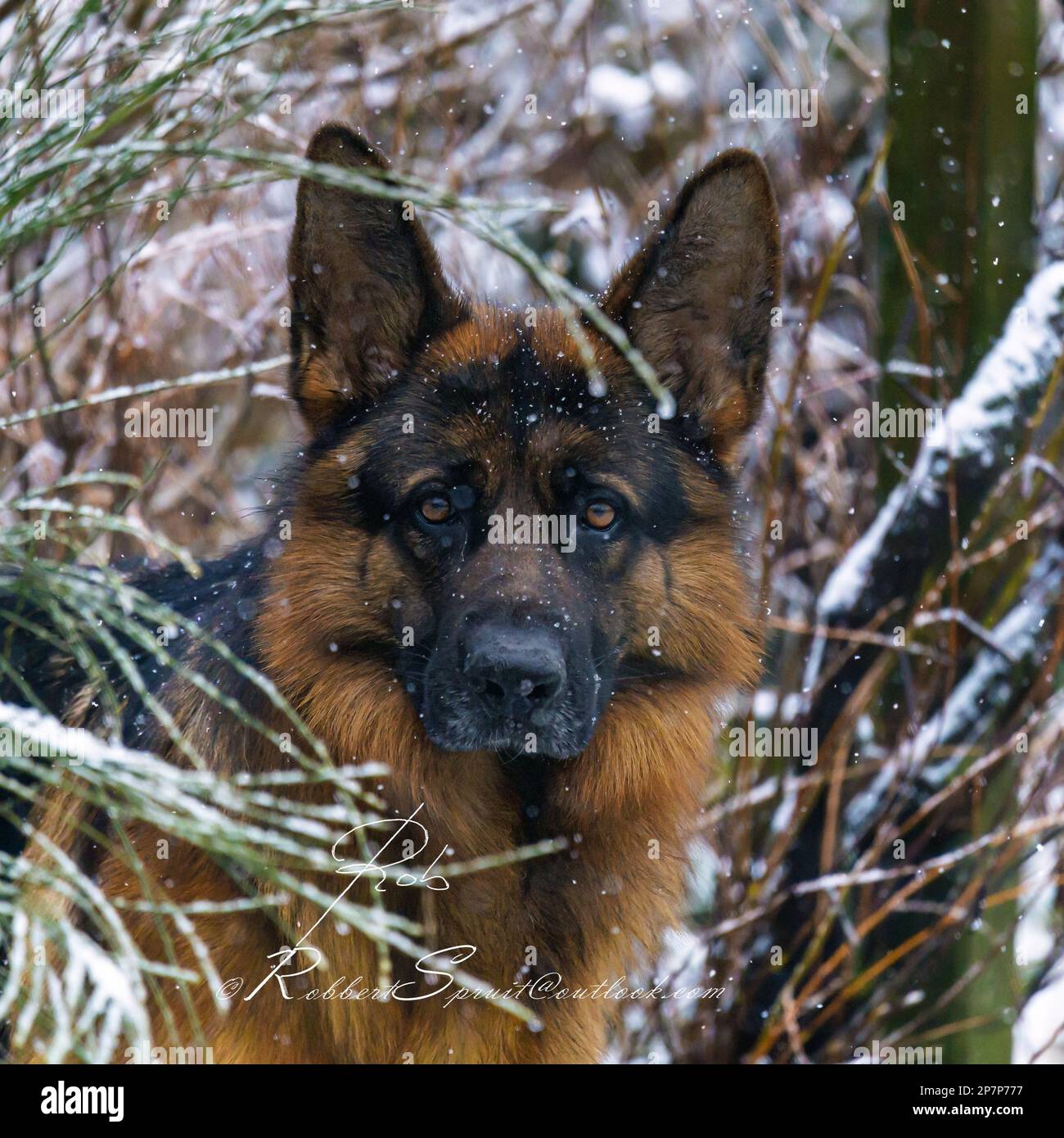 This is my german shepherd, caught in the garden, playful, challenging in the snow Stock Photo