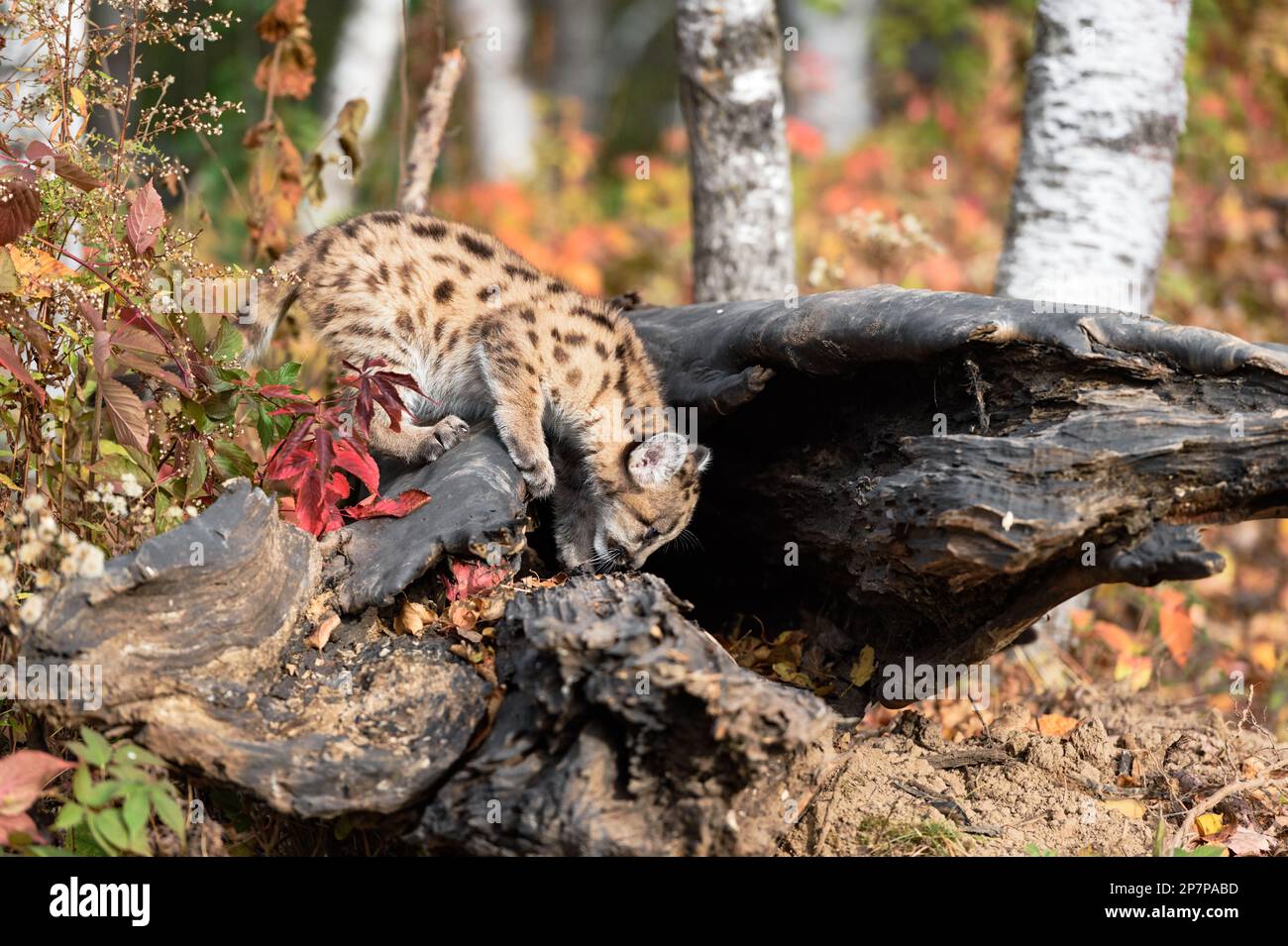 Cougar Kitten (Puma concolor) Sniffs at Log Autumn - captive animal Stock Photo